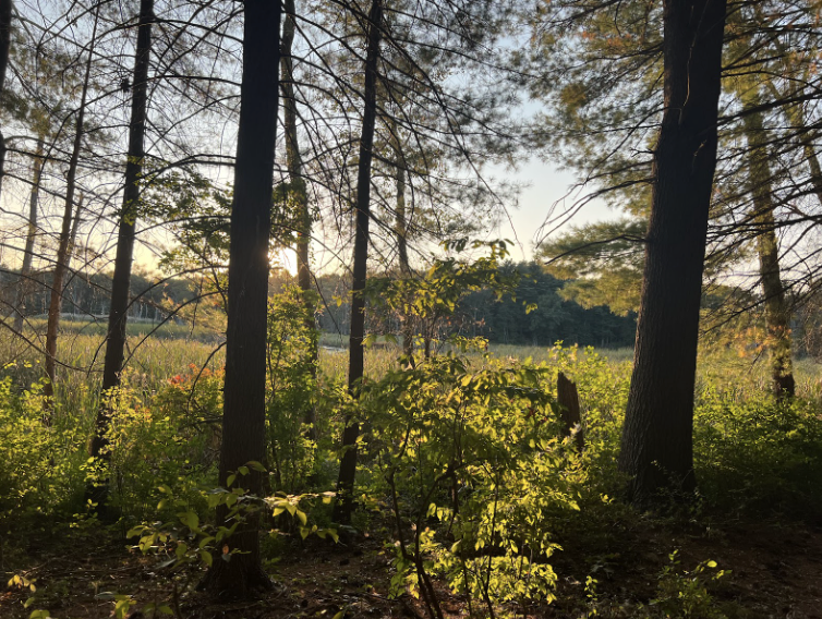 Wayland is surrounded by conservation land and green space that plays an important role in the wellbeing of the town, but it experiences threats everyday. “Protecting these spaces is incredibly important,” Conservation Department Assistant Emily Cueller said. In this deep dive into the conservation land, readers will learn how we, as a community, can impact the wildlife and ecosystem in Wayland for better or for worse. 